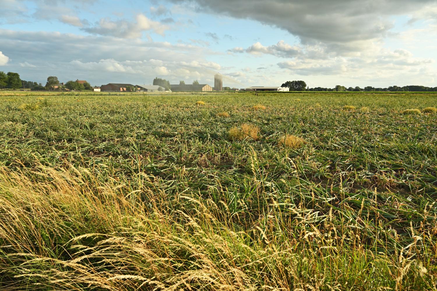 Koning Kieldrechtpolder Yves Adams