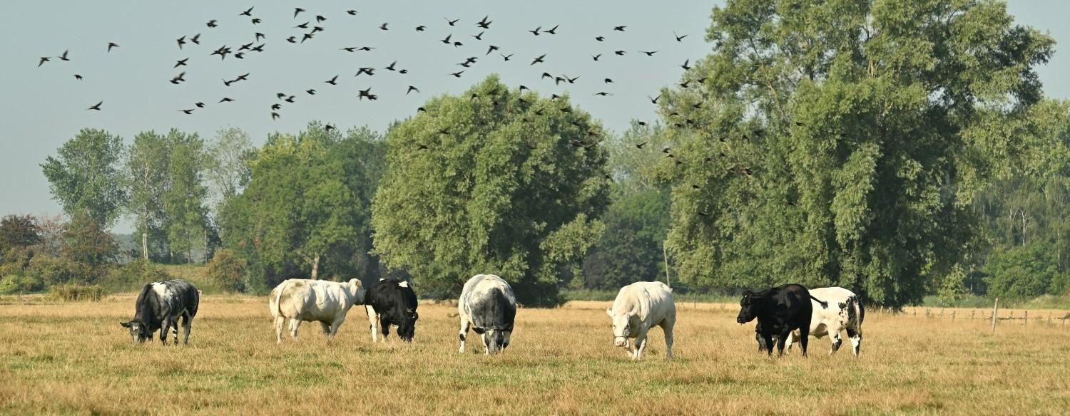 Doelpolder Zuid Yves Adams