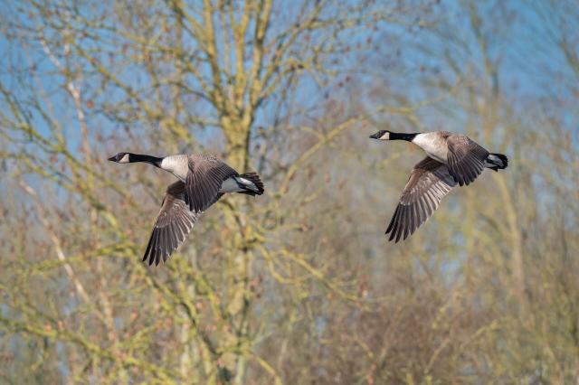 Canadese gans - Rinus Motmans